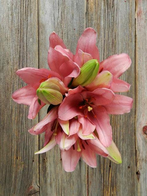 BRINDISI LA HYBRID LILY BLOOM
